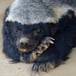 honey-badger-houdini