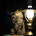 Кот и керосиновая лампа