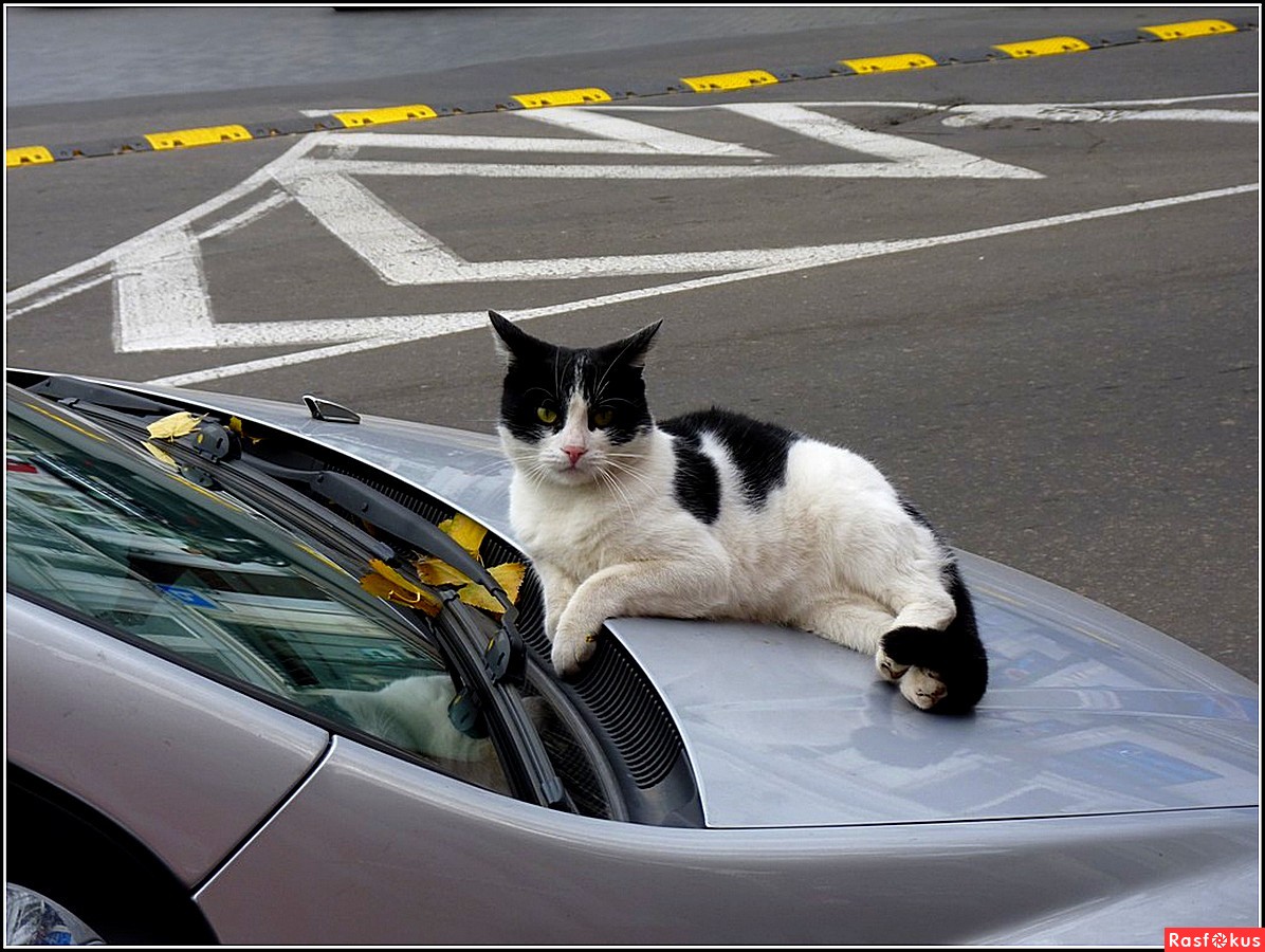 Кошка на капоте. Котик в машине. Котик на капоте. Кот на капоте машины. Кот сидит в машине.