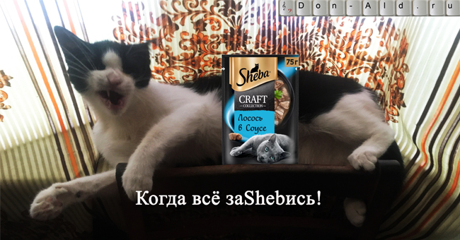 Sheba - когда у кошки всё заShebись