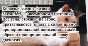 Кошачьи законы физики
