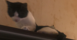 17 января 2026 года